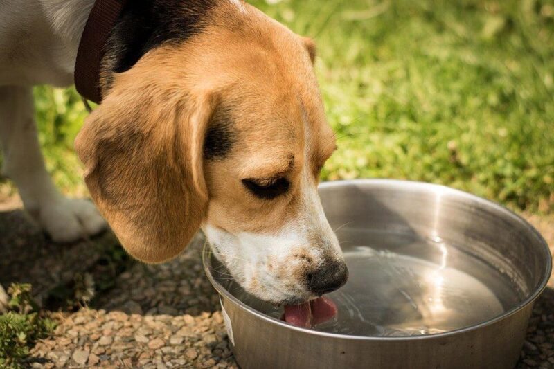 senior dog drinking water