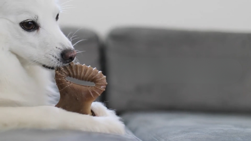 A White Dog Chews on A Dental Toy