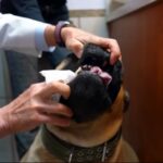 A Vet Cleans a Dog's Teeth with A Cloth for Daily Dental Care