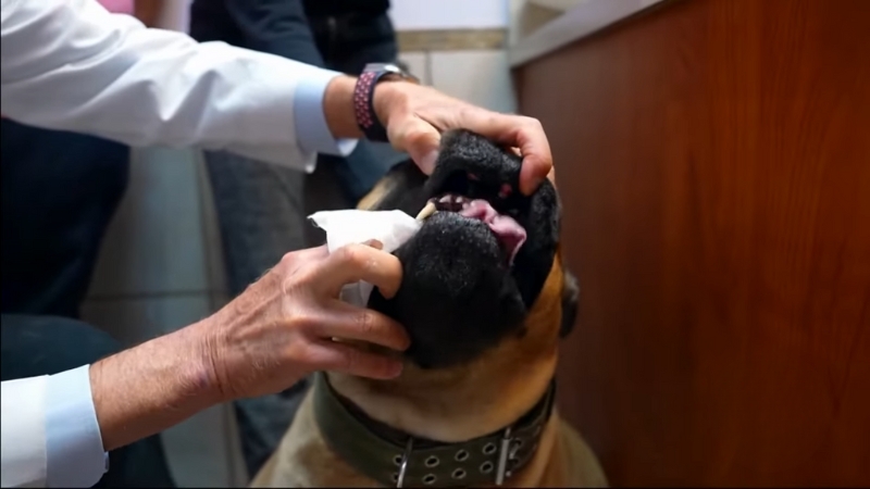 A Vet Cleans a Dog's Teeth with A Cloth for Daily Dental Care