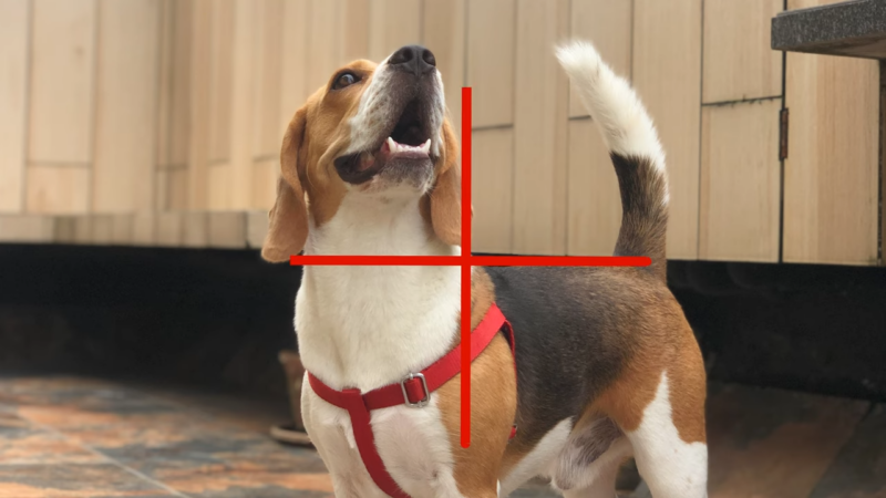 How to Measure your Beagle's Height