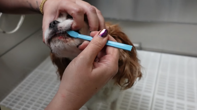 A Person Cleans a Small Dog's Teeth with A Dental Tool