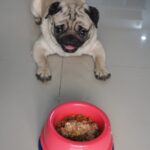 A pug dog eagerly looking at a bowl of food, with kibble and wet food in a pink and blue bowl, following a low-phosphorus diet