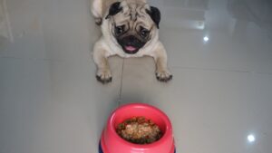 A pug dog eagerly looking at a bowl of food, with kibble and wet food in a pink and blue bowl, following a low-phosphorus diet