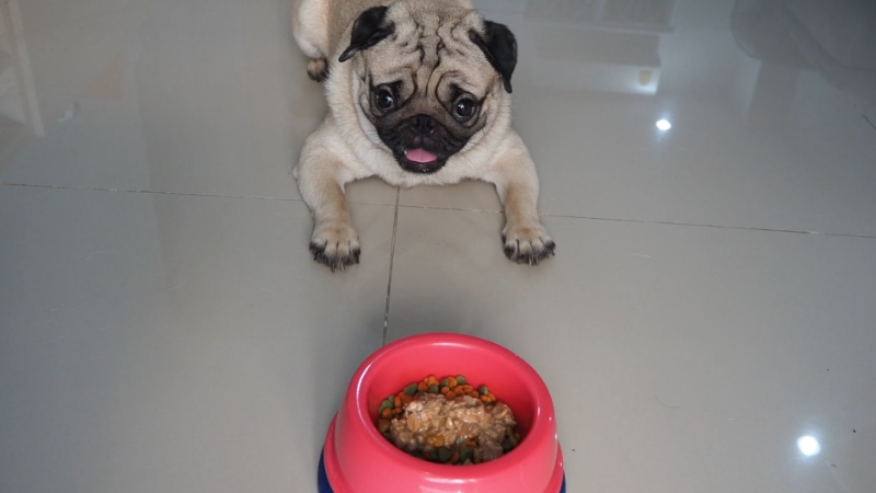 A pug dog eagerly looking at a bowl of food, with kibble and wet food in a pink and blue bowl, following a low-phosphorus diet