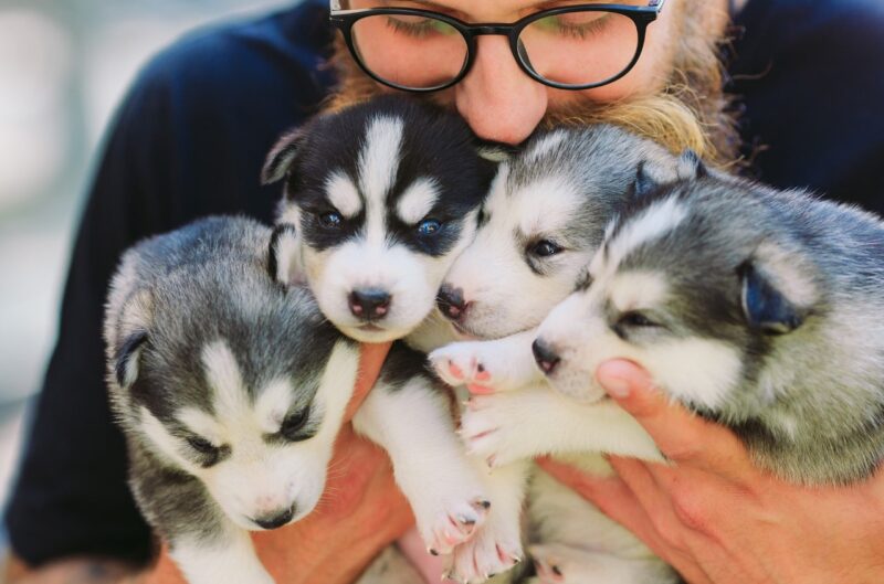 Dog Breeders in the U.S