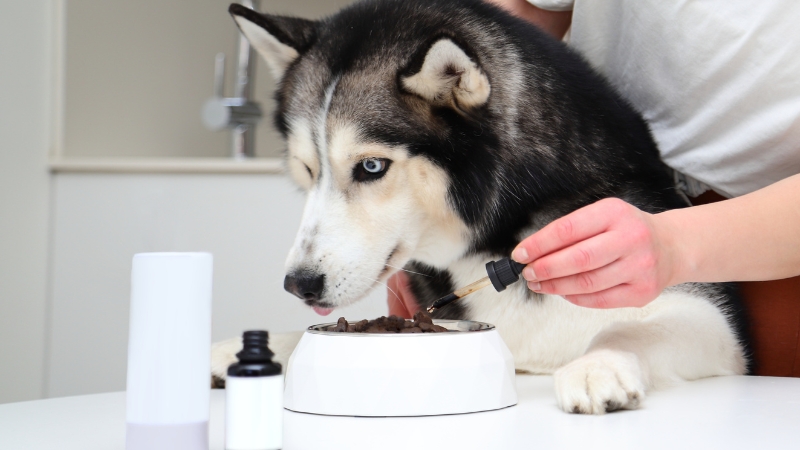 A person adding liquid supplement to a dog's food in a white bowl