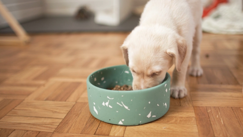 A puppy eating from a green bowl on a wooden floor
