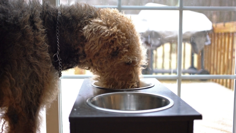 A dog eating from a stainless steel bowl in a home setting