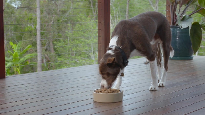 A dog eating from a bowl on a wooden deck with greenery in the background