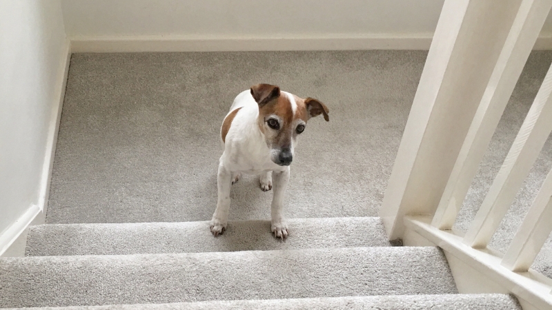 A dog hesitating at the bottom of a set of stairs, possibly due to discomfort from canine arthritis