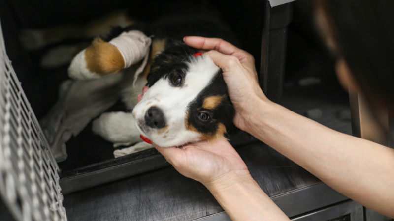 Hands gently cradle the head of a tri-color puppy with a bandaged leg, resting inside a metal kennel, indicating post-seizure care
