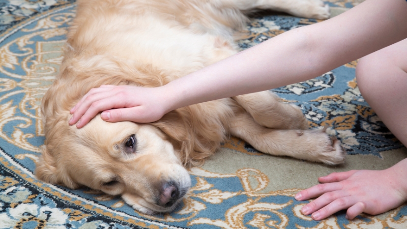 A human hand gently rests on the head of a golden retriever lying on an ornate rug