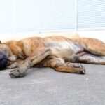 A brindle dog lies on its side on concrete, appearing to be resting or recovering from dog seizures