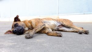 A brindle dog lies on its side on concrete, appearing to be resting or recovering from dog seizures