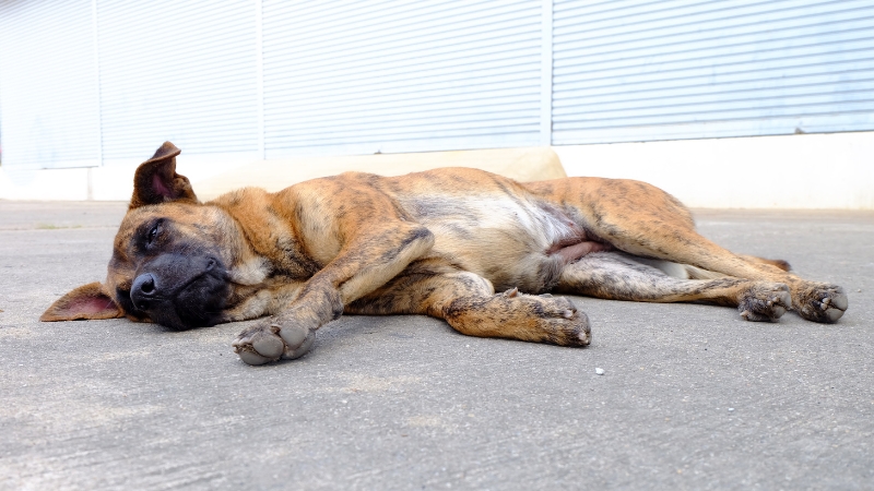 A brindle dog lies on its side on concrete, appearing to be resting or recovering from dog seizures