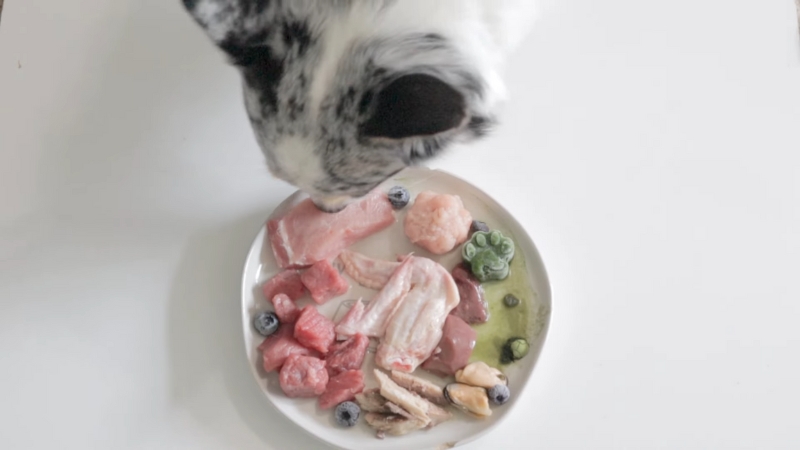 A black and white dog sniffs a white plate of raw dog food, including meat, bones, and blueberries