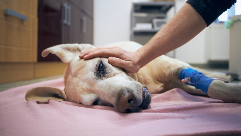 A person gently strokes a light-colored dog, likely a Labrador, lying on a pink blanket with a bandaged leg