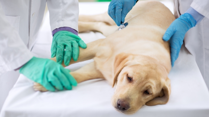 Two veterinarians wearing blue and green gloves are examining a light-colored dog